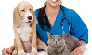 The Animal Clinic — ветеринарная помощь в Киеве
