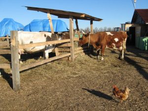 Где купить качественную продукцию для фермы животных?