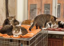 Лучшие породы кошек для квартиры или дома