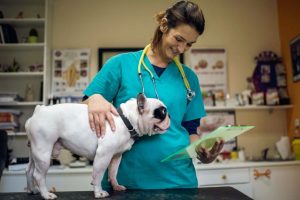 Основные аспекты в работе ветеринарной клиники