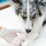 Дисплазия тазобедренных суставов у собак — симптомы и лечение
