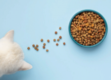 Как часто нужно кормить кошек сухими кормами?
