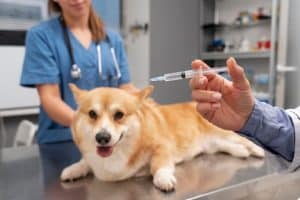 Забота о здоровье питомца: простые правила вакцинации