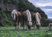 Здоровье копыт и основные причины хромоты