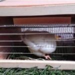 Домашняя фабрика птенцов: как собрать универсальный инкубатор