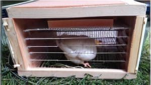 Домашняя фабрика птенцов: как собрать универсальный инкубатор