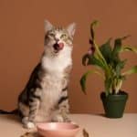 Жидкий корм для кошек: подробный обзор, независимый рейтинг и как найти самый лучший вариант