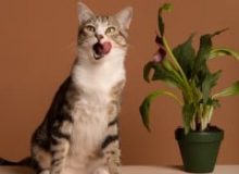 Жидкий корм для кошек: подробный обзор, независимый рейтинг и как найти самый лучший вариант