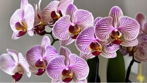 Орхидеи без ореола тайны: что это за растения и почему мы в них влюбляемся