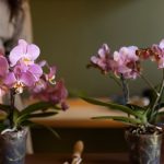 Варианты удобрения Орхидеи: советы специалистов