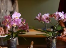 Варианты удобрения Орхидеи: советы специалистов