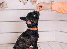 Уход за собаками: советы и товары