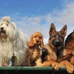 Содержание американского булли: расходы, уход и нюансы здоровья