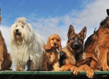 Содержание американского булли: расходы, уход и нюансы здоровья