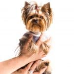 Профессиональный груминг и стрижка собак