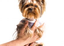 Профессиональный груминг и стрижка собак