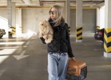Авиаперевозки животных: забота и безопасность в пути