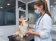 Что нужно учесть при первом походе к ветеринару