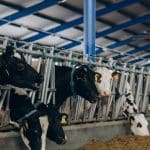 7 преимуществ мячиковых поилок для КРС